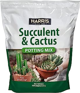 Best cactus soil