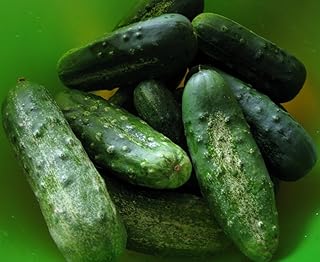 Best cucumber seeds