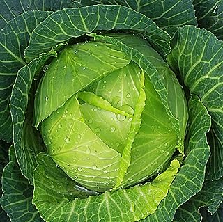 Best cabbage seeds